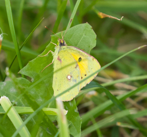 Clouded Yellow