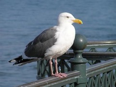 Larus occidentalis