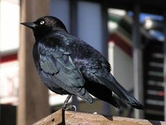 Euphagus cyanocephalus