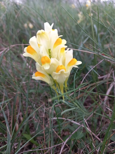 common toadflax