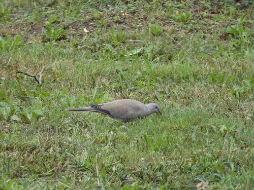 Eurasian Collared-Dove