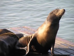 Zalophus californianus