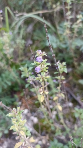 basil-thyme
