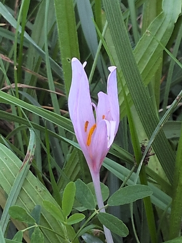 Autumn Crocus
