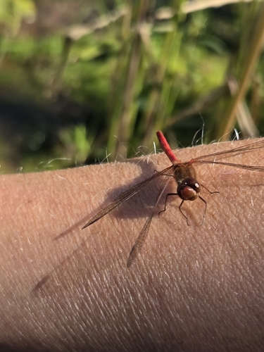 Autumn Meadowhawk