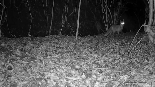 European Red Fox