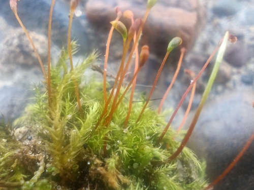 Leptodictyum riparium observed 2026-09-18