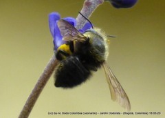 Megachile amparo
