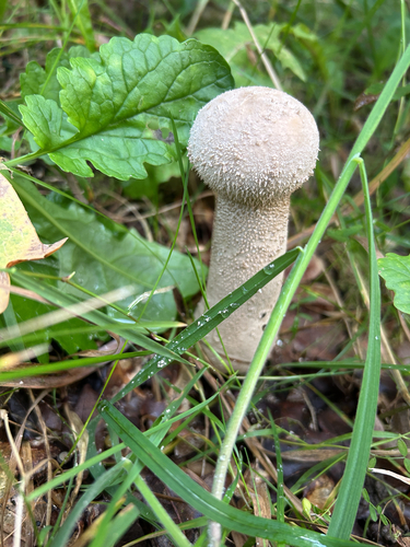Pestle Puffball