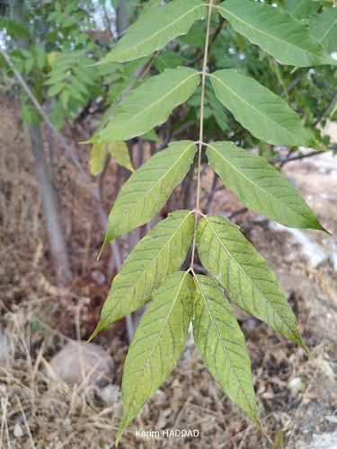 tree-of-heaven