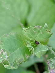 Rhinoncomimus latipes