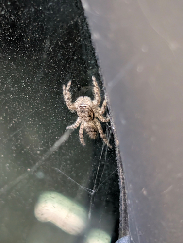 Tan Jumping Spider