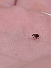 Rhinoncomimus latipes