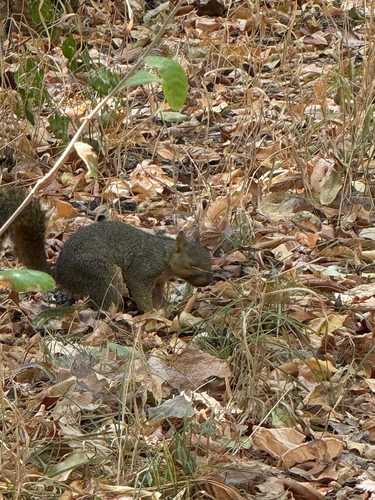 Eastern Fox Squirrel