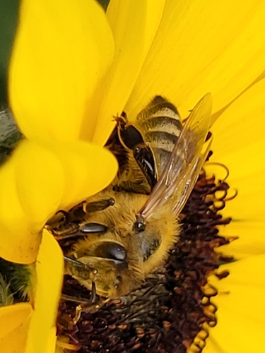 Western Honey Bee