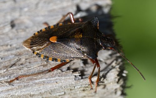 Forest Bug
