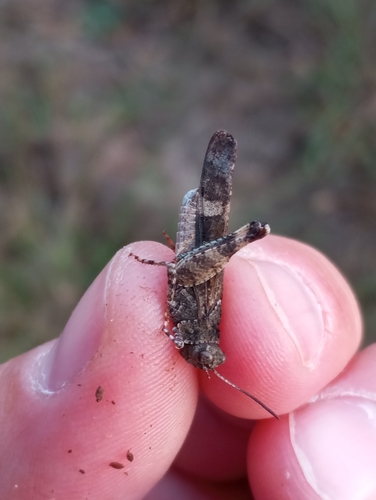 Blue-winged Grasshopper