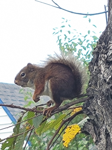 American Red Squirrel