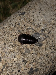 Pycnoscelus surinamensis