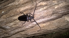 Derobrachus inaequalis