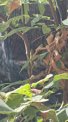 Green Anole