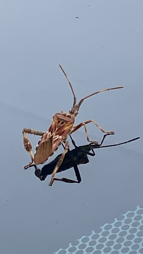 Western Conifer Seed Bug