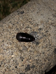 Pycnoscelus surinamensis