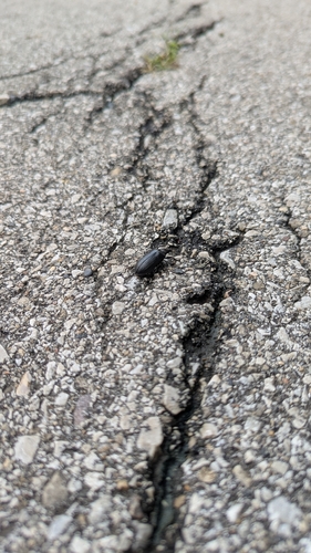 Cedar Beetle