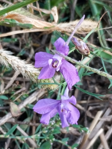 Forking Larkspur