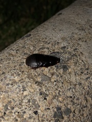 Pycnoscelus surinamensis