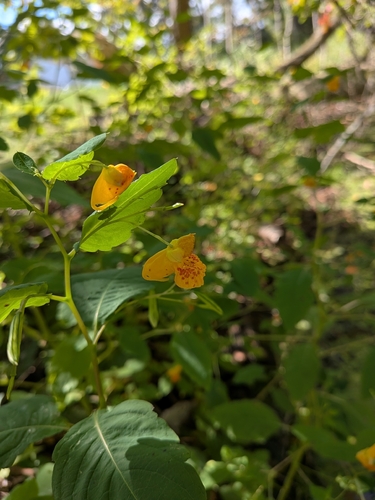 common jewelweed
