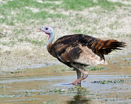 Wild Turkey