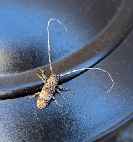 Mesquite Girdler