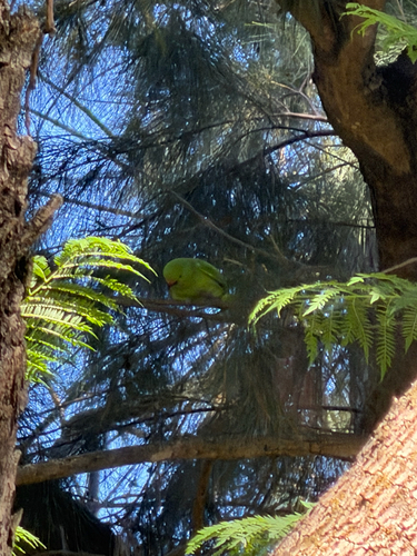 Rose-ringed Parakeet