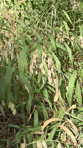 river oats