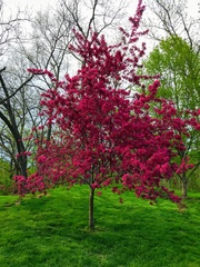 Malus spectabilis
