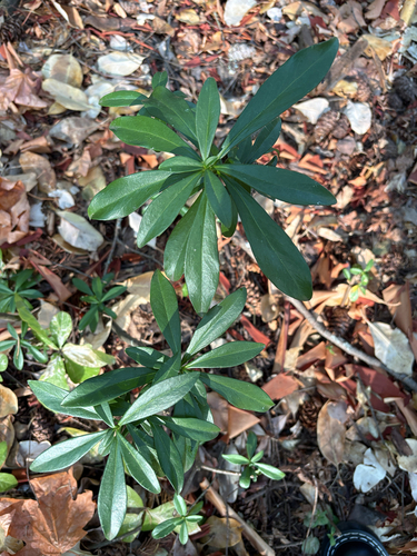 Spurge-laurel