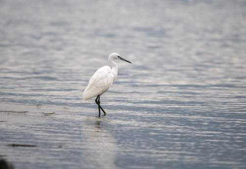 Little Egret