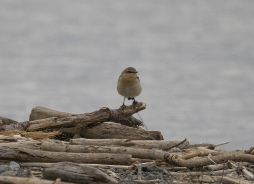 Northern Wheatear