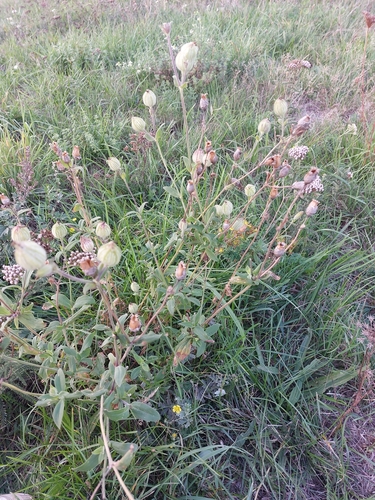 white campion