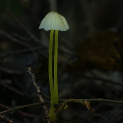 Mycena subviscosa