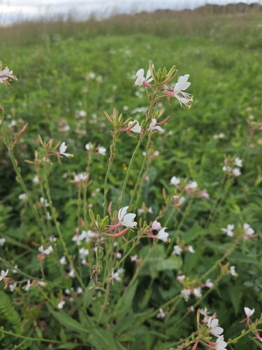 Longflower Beeblossom