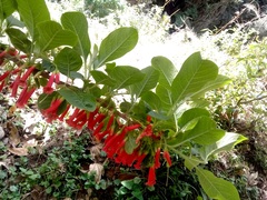 Iochroma fuchsioides