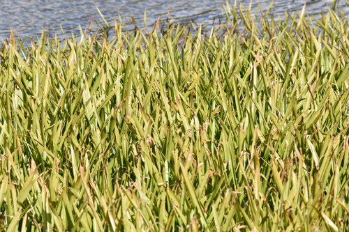 Stratiotes aloides, photograph 4