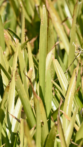 Stratiotes aloides, photograph 5