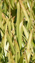 Stratiotes aloides, photograph (c) Fyodor Pudovikov, some rights reserved (CC BY)