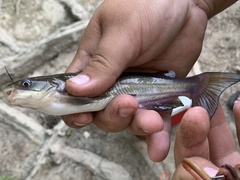 Ameiurus catus