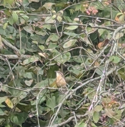 Carolina Wren