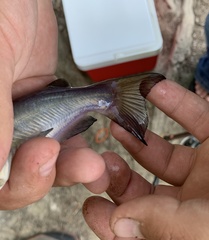 Ameiurus catus