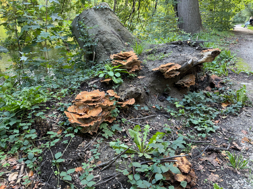 Giant Polypore